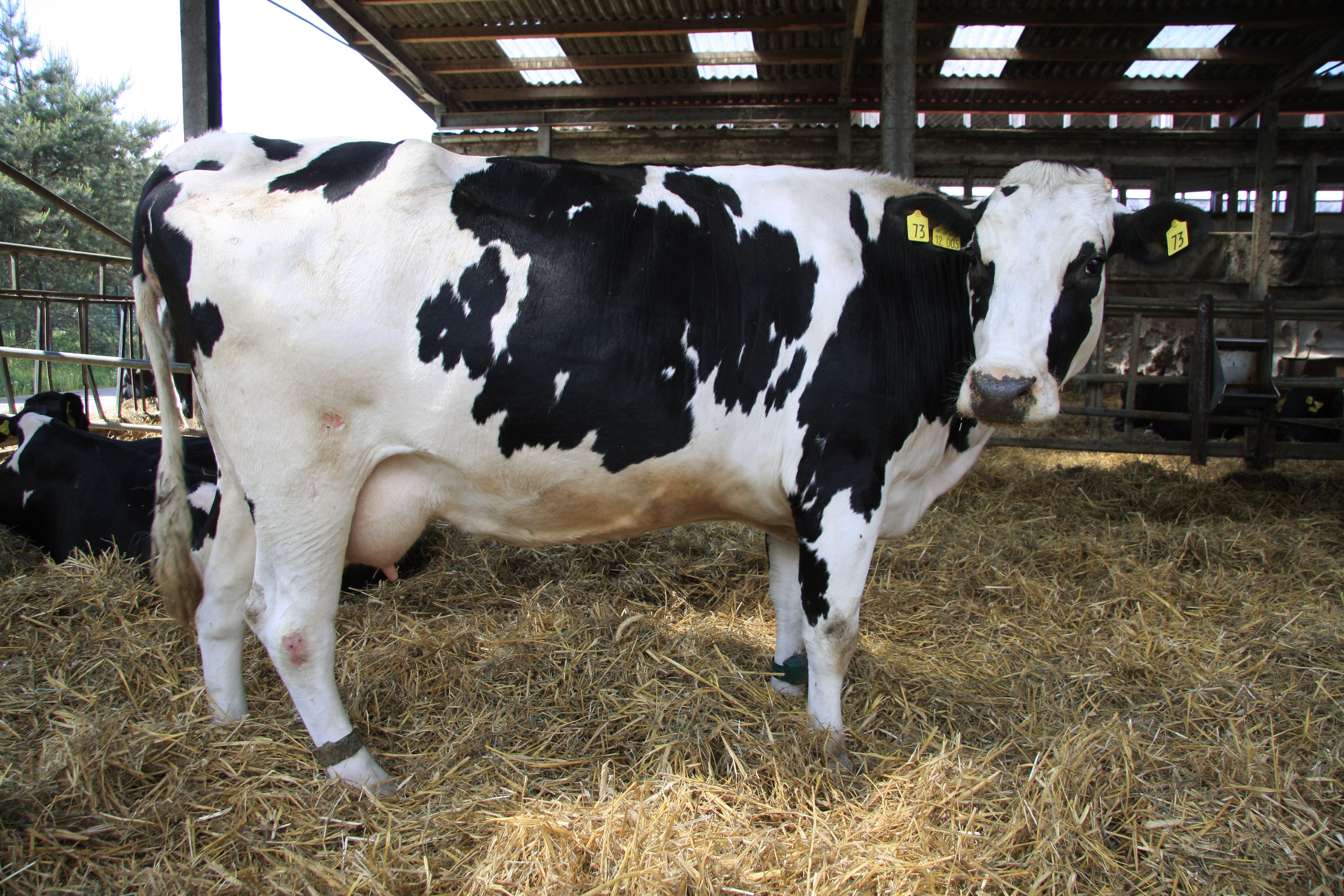 Odoo-Bild- und -Textbaustein